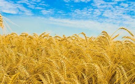 Консултантски услуги в земеделието в Разград - Земеделска продукция Разград