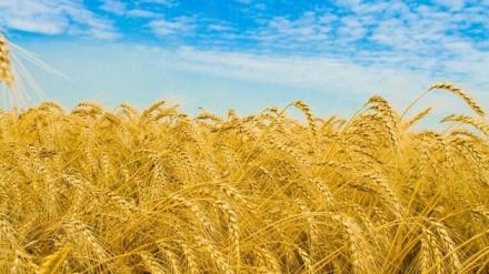 Селскостопанска продукция в Тотлебен-Пордим - ЗК Възход 39
