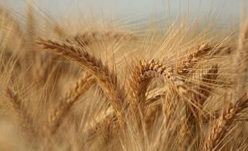 Изкупуване зърно в Разград - Земеделска продукция Разград