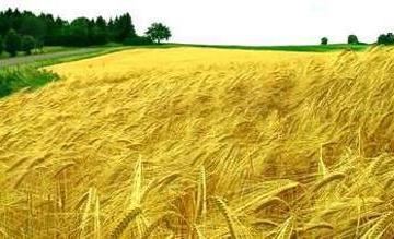 Покупко-продажба земеделска земя в Южна България