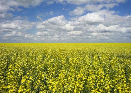 Отглеждане на рапица - Селскостопанска продукция Левски