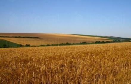Отглеждане на земеделска продукция в Чернолик-Силистра - Селскостопанска продукция Силистра Отглеждане на земеделска продукция в Чернолик-Силистра - Селскостопанска продукция Силистра