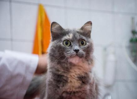 Подстригване на котка в град Варна - Риц